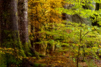 Balmacara Beech Sapling in Autumn Lochalsh Scotland