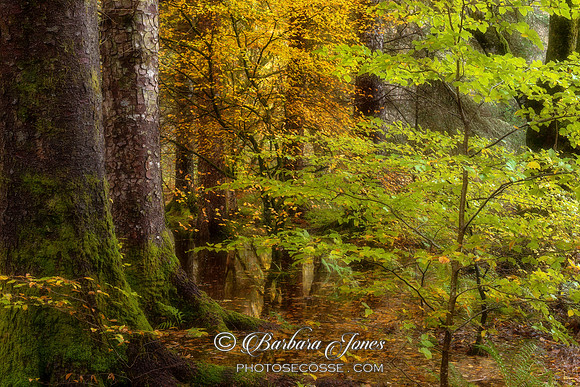 Balmacara Beech Sapling in Autumn Lochalsh Scotland