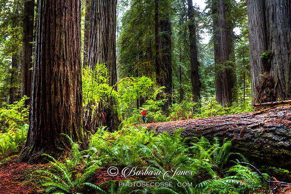 Redwoods NP. The size of Man. California. USA.