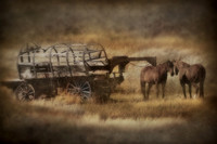 Horses and Cart  Montana USA.