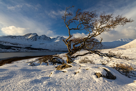 Tree and Blaven, Loch Slapin, Isle of Skye, Scotland.