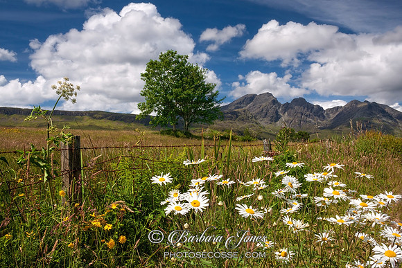 Blaven Summer Flowers  Isle of Skye, Scotland.