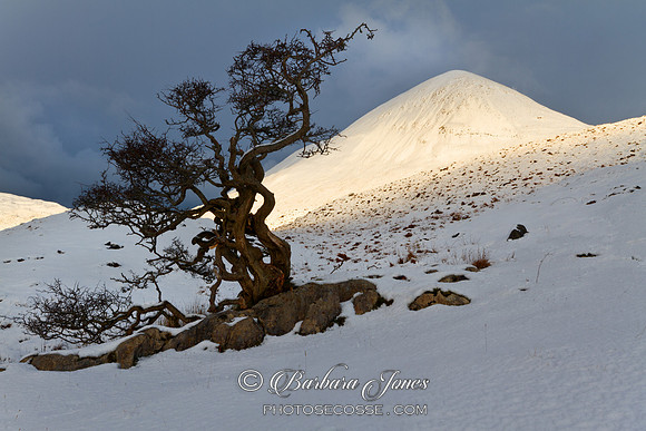 Tree, Loch Slapin. Isle of Skye. Scotland.