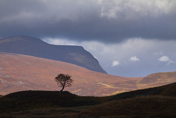 Quinag Rowan Tree Silhouette.  Inchnadamph. Assynt. Scotland.