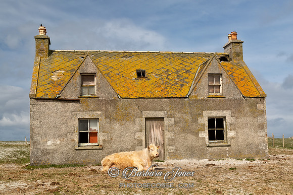 Balranald Ruin and Cow North Uist Scotland.