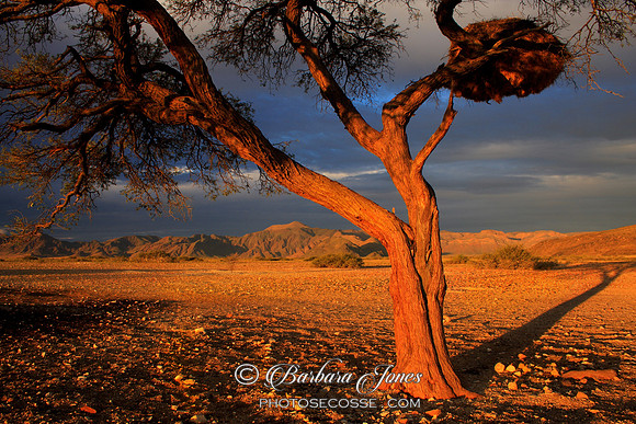 Namibia, Sunset on the Namib. Africa.