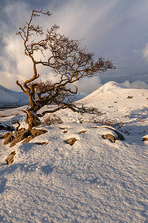 Tree and Red Cuillin Torrin Skye, Scotland.