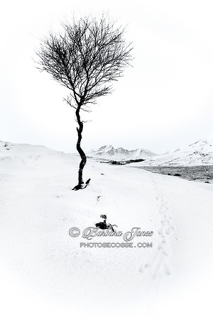Blaven and Lone Tree. High Key Mono. Isle of Skye. Scotland.