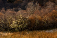 Native Woodland Late Autumn Lochalsh Scotland.