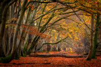 Lady Marys Walk Into the Light Crieff Scotland