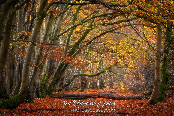 Lady Marys Walk Into the Light Crieff Scotland