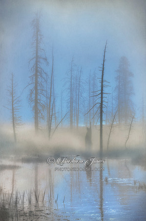 Yellowstone NP, tree skeletons at dawn. Wyoming. USA