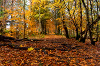 Balmacara Woodland Path in Autumn Lochalsh Scotland.