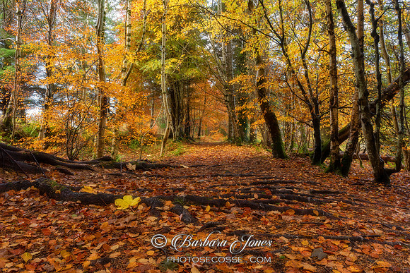 Balmacara Woodland Path in Autumn Lochalsh Scotland.