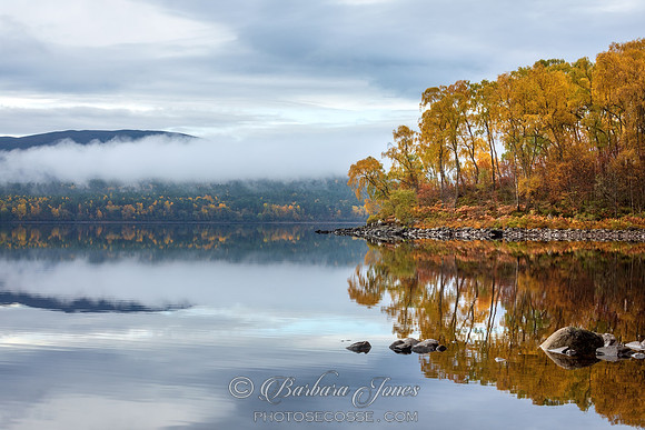 Autumn Birches  Loch Rannoch  Perthshire Scotland.
