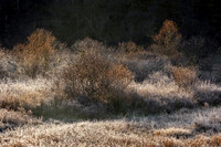 Native Woodland Frost and Flame Late Autumn Scotland