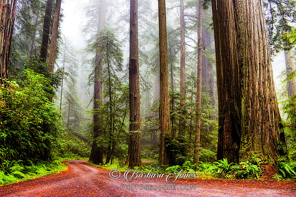 Redwoods in The Mist  California USA.