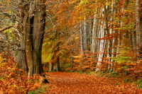 Lady Marys Walk in Autumn Crieff Perthshire Scotland