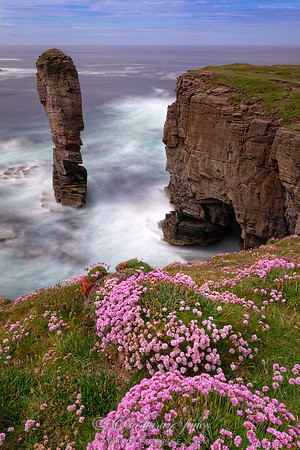 Orkney Yesnaby Castle Summer Flowers
