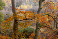 Autumn Trees Lady Marys Walk Crieff Scotland.