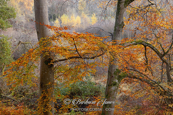 Autumn Trees Lady Marys Walk Crieff Scotland.