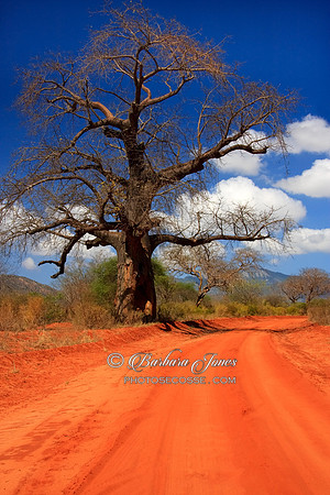 Kenya, West Tsavo road and Baobab. Africa.