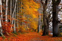 Lady Marys Walk  Trees in Autumn Crieff Scotland. Ortoned 2.