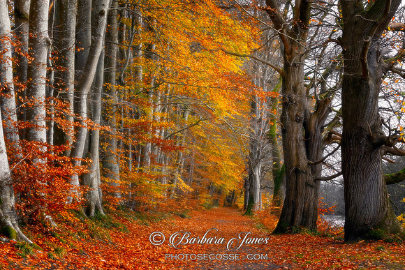 Lady Marys Walk  Trees in Autumn Crieff Scotland. Ortoned 2.